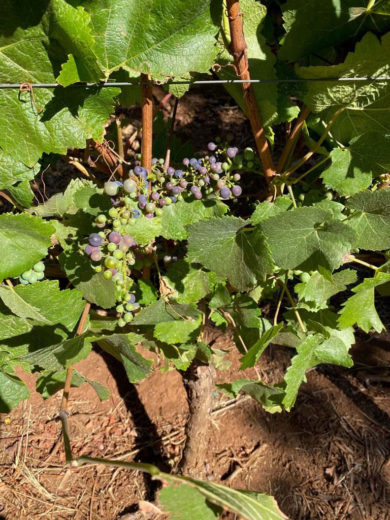 Eola Hills Winery Vines