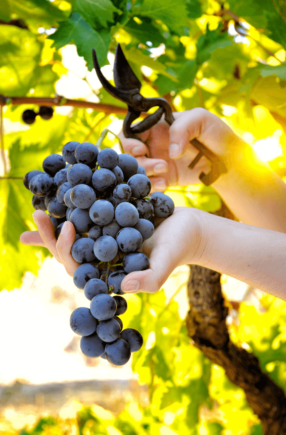 Pinot noir grapes on a grapevine being harvested by hand. 